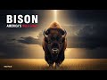 BISON: America's Wild Giant @Wildpulse-z3l