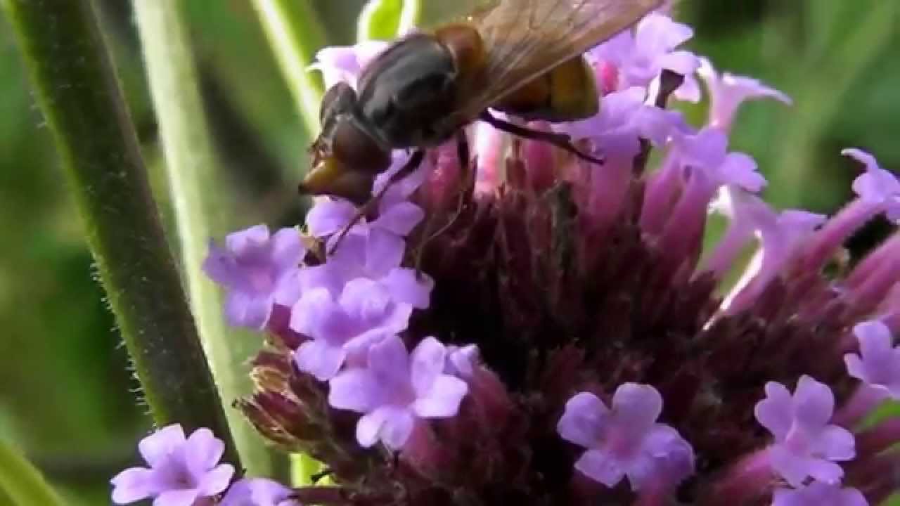 Rhingia campestris feeding on Verbena bonariensis