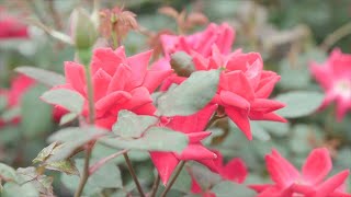 Easy Shrub Roses screenshot 3