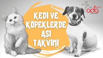 Kedi ve Köpeklerde Aşı Takvimi