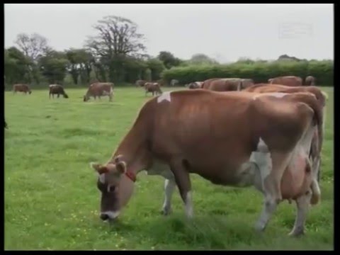 გადაეცა თუ არა ჯერსის ტიპის ძროხები მხოლოდ