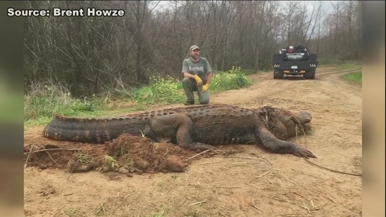 Massive Gator Found In Southwest Ga