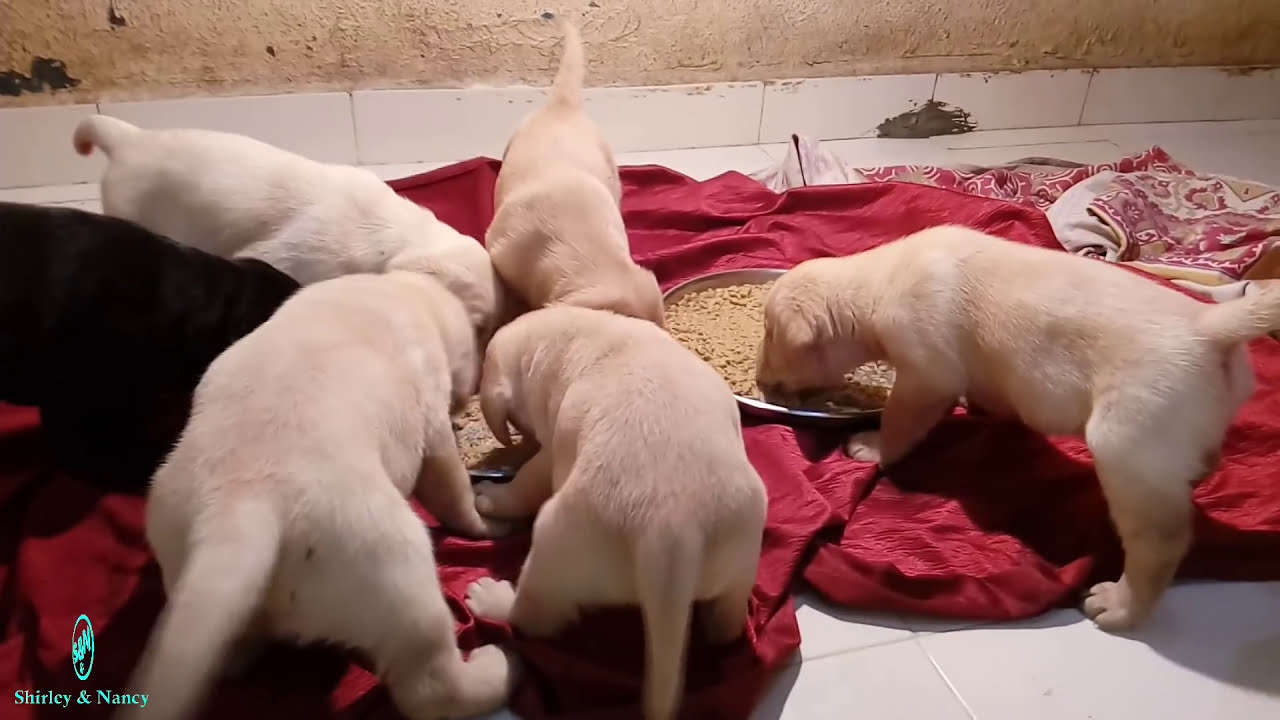 food eating puppies and playing day 25