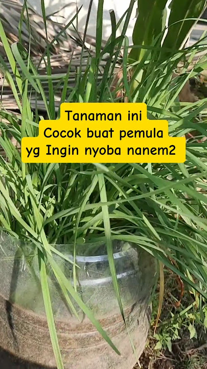 Menanam Kucai: Gampang, Hemat, Bisa Panen Berkali-kali! #yukngebon #berkebun #kucai