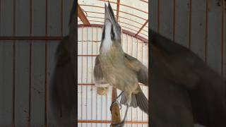 Vai Abrir Canto Na Hora Trinca-Ferro Frio Com Trinca-Ferro Macheado Quente Destrava Canto