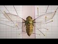 Cicada Pinning and Spreading Tutorial Quiz