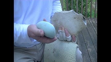 Flint Knapping - Georgetown Cobble Meets Jade Pebble