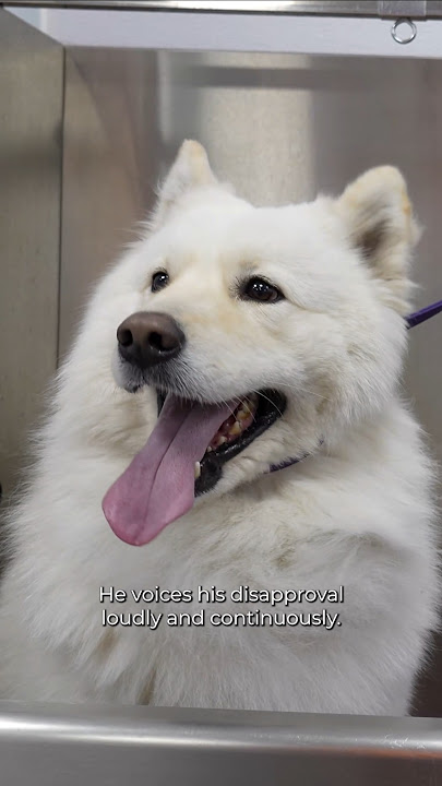 Erkaklar orasida yalangoch ayol. Surat.