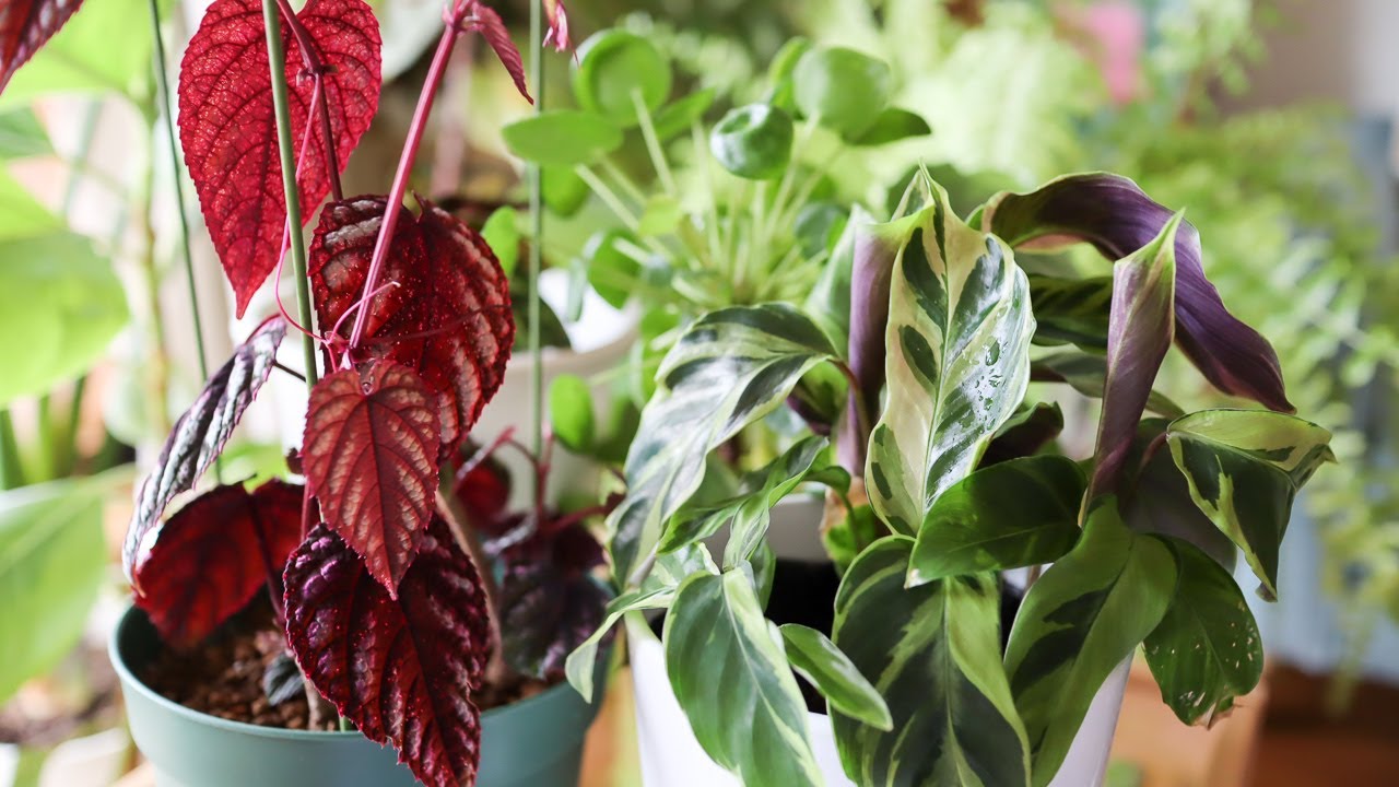 カラテア エンペラーとシッサス ディスカラーが奇跡の復活 湿度不足で枯れそうな観葉植物の簡単な回復方法 Youtube