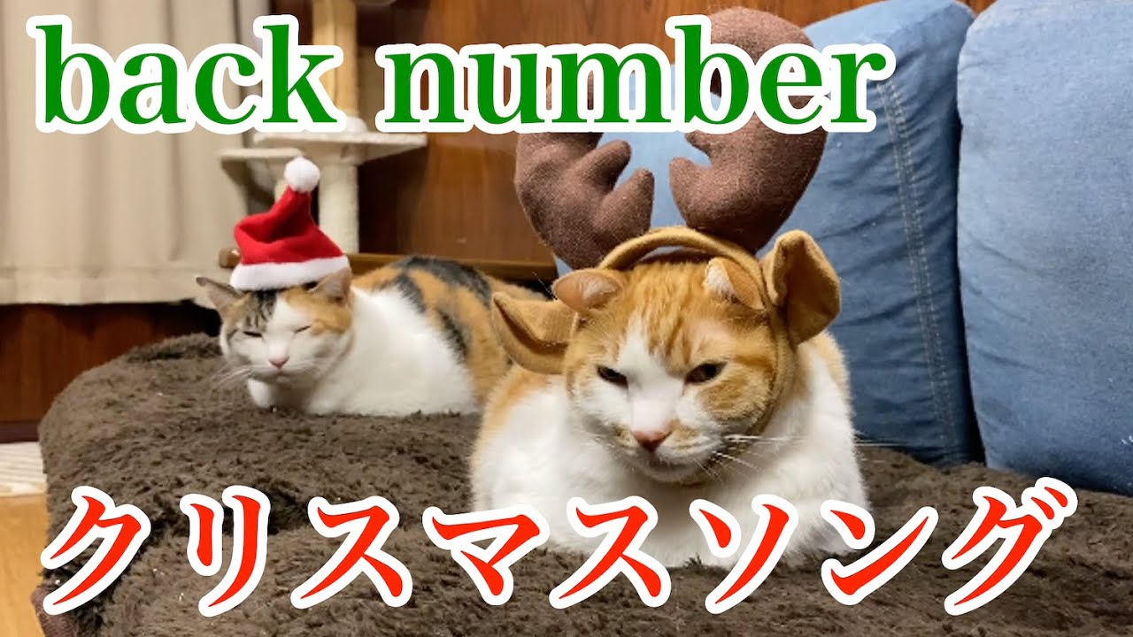 しゃべる猫 クリスマスソング Back Number カバー Youtube