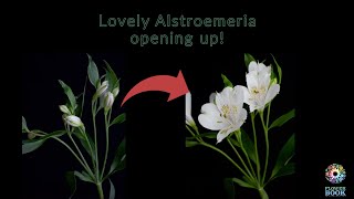 Showing the inner-beauty of flowers - Alstroemeria "Avalanche" screenshot 5