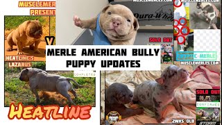 Muscle Merles American Bully Episode 20: Two Week old Merle Puppies and LAWANDA’s New Stud Choice