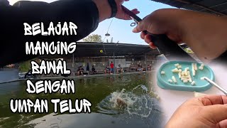 Learning to Fish for Pomfret Using Tulup Egg White Bait