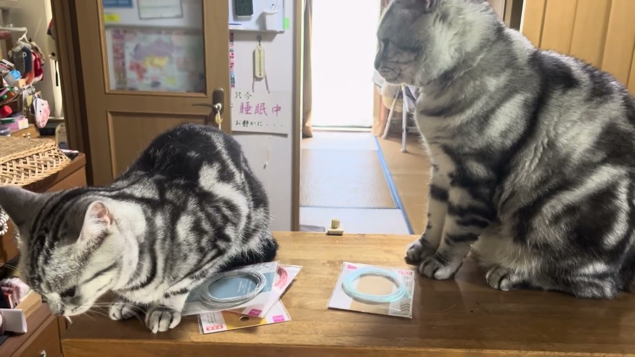 A cat begging for food. That's not a scratching post! - YouTube