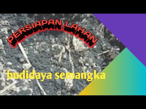 BUDIDAYA SEMANGKA Bagian 1#cara menyiapkan gulutan budidaya semangka