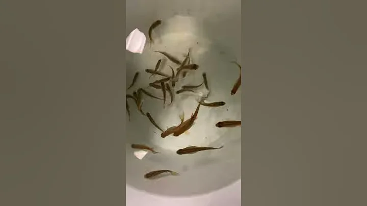 Rainbow trout fingerlings waiting for transport