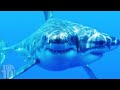 10 Sea Monsters Scarier Than Megalodon