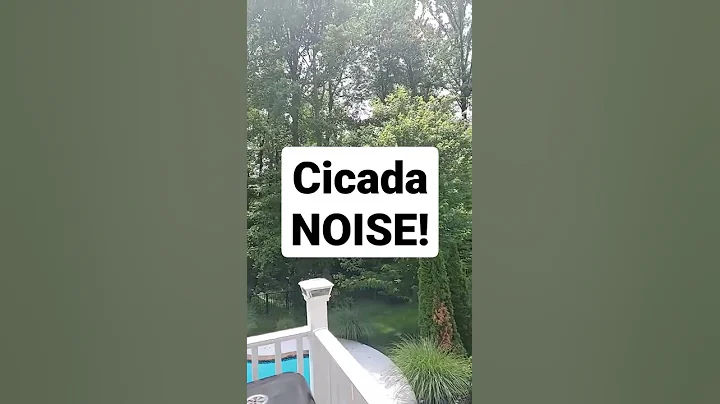 Backyard Cicada Noise 🔴 Maryland 2021 Cicadas Sound #shorts What Does a Cicada Sound Like? - DayDayNews
