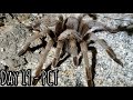 Day 19 on The Pacific Crest Trail, Tarantula!! Trying to hitch out of Cabazon, Night hiking...