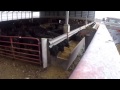 Feeding Beef cattle