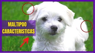 Maltipoo Dogs Characteristics and Care