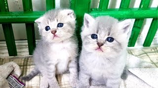 КОТЯТА ИГРАЮТ ОНЛАЙН. СТРИМ с маленьким котенком и Вопрос-ответ КОТЯТА ИГРАЮТ ОНЛАЙН. СТРИМ с маленьким котенком и Вопрос-ответ