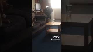 Robbie Holistic Tiktok Dog Cute Singing To My Girl