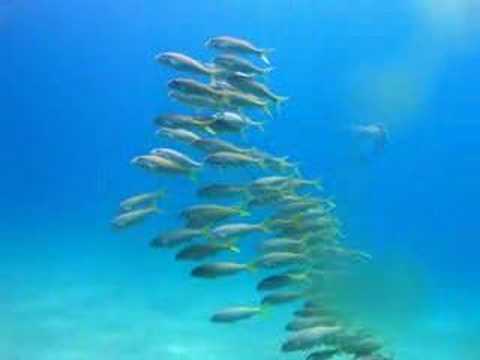 Scuba diving in Hawaii