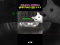 자동급식기 샀더니 날마다 이러고 있음