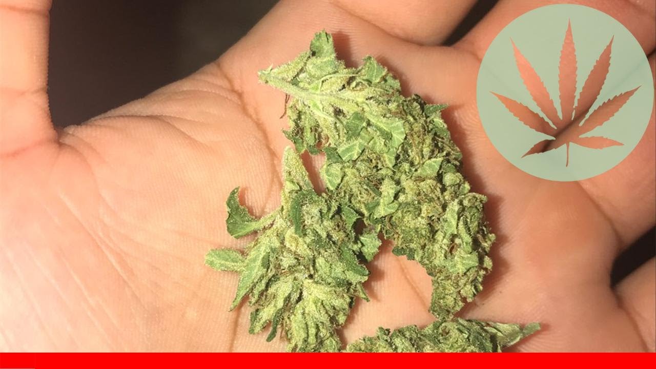 Sour Jack - All About This Strain