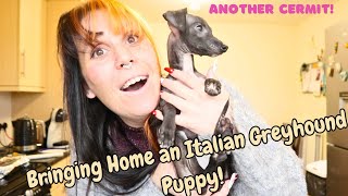 Bringing our Italian Greyhound puppy home