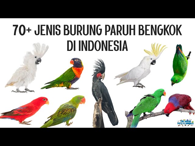 70+ Jenis Burung Paruh Bengkok di Indonesia class=
