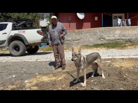 YILLARCA DAĞDA KURTLARLA MÜCADELE EDEN DEDEMİN YANINA ALFAYI GÖTÜRDÜM ~KUDUZ OLAN ADAMI ANLATTI