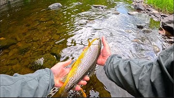Fishing the Dry Fly with Davie McPhail