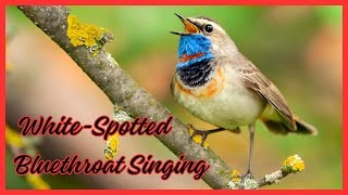 Bird Sounds: White-Spotted Bluethroat Singing |#birds #nature #birdsounds #animals #wildlife #4k #8k by Birds World 3 views 3 weeks ago 2 minutes, 50 seconds