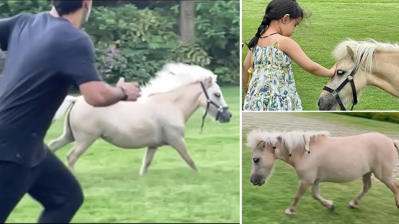 Ms Dhoni And Daughter Ziva Dhoni Playing With Baby Horse In His Ranchi House