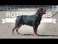 ALL ABOUT HERDING: ROTTWEILERS