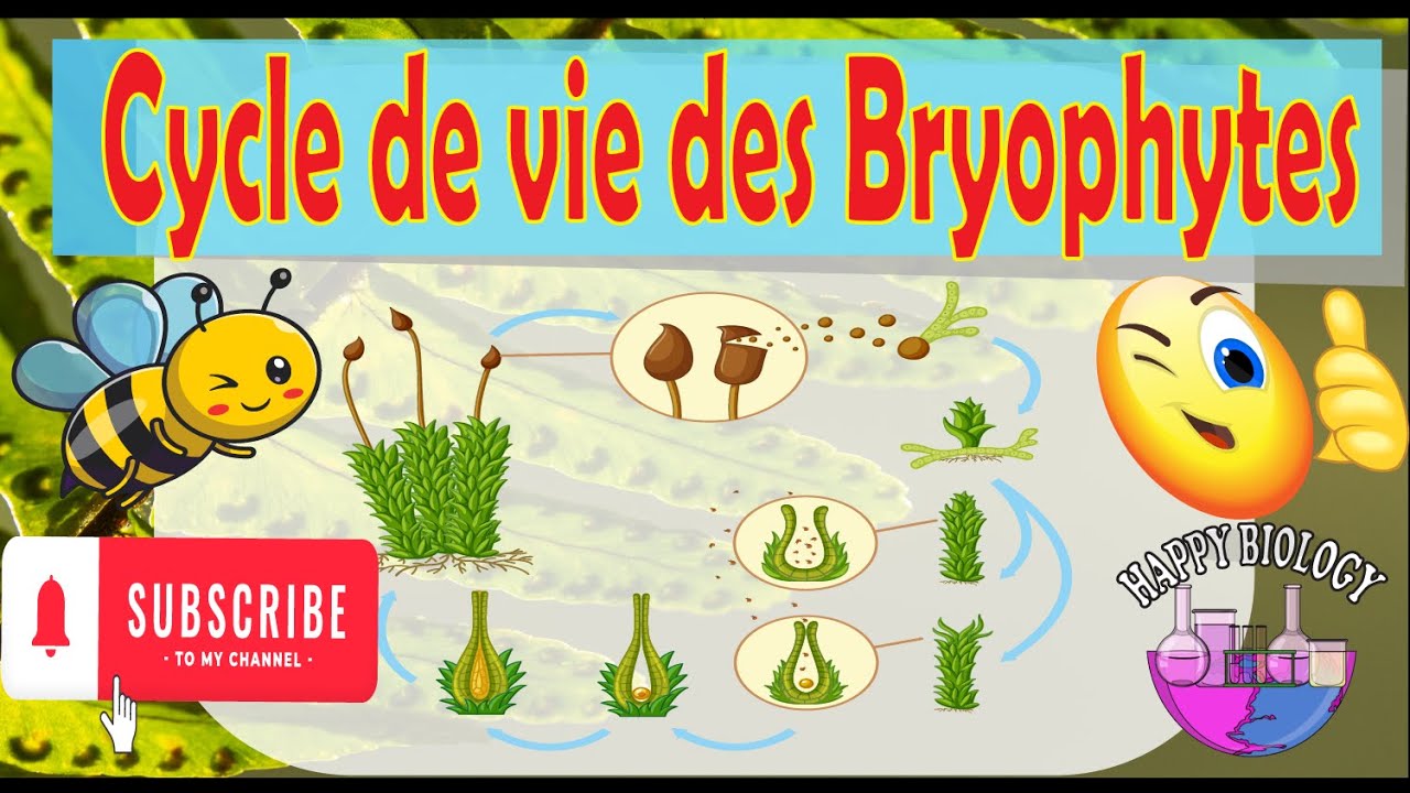 Cycle de vie des Bryophytes