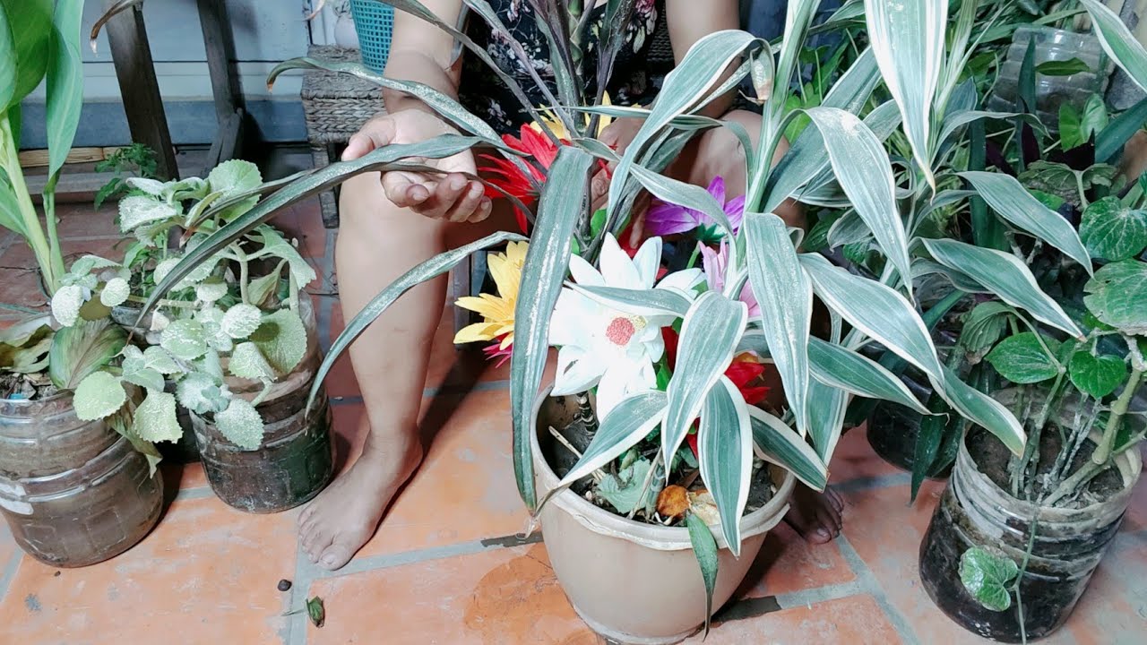 Dia Adalah Rakyat Cinta Tanaman