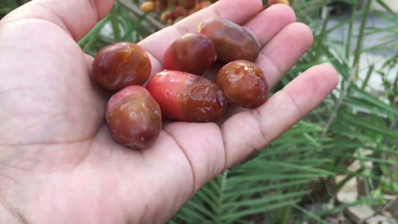 تمر السيلاني