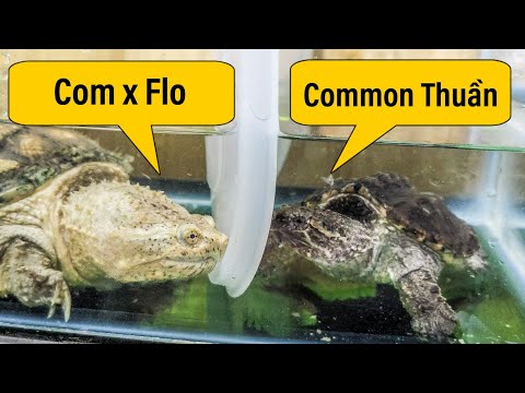 Video Vlog #109 | Rùa Common Thuần & Rùa ComXFLorida | Rùa... - youtube