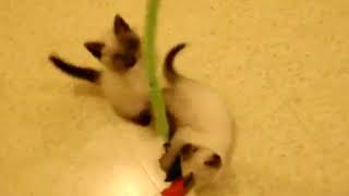 High Energy Fish Wand Toy- Ninja kitten playing funny cute video- siamese cat babies
