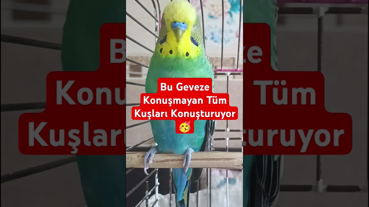 Bu Geveze Konuşmayan Tüm Kuşları Konuşturuyor 🥳  #muhabbetkuşu #konuşankuş #konuşanmuhabbetkuşu
