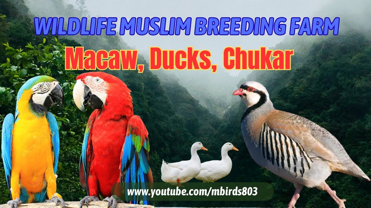 Colorful Macaw Parrots, Ducks & Chukars  | Muslim Wildlife Breeding Farm | Mbirds803