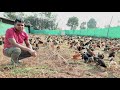 1000 sq ft shed  600 free range desi poultry by jatrya dada