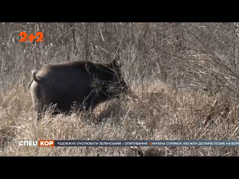 Видео: Големи кнедли, пълнени с жълтък върху картофена възглавница