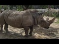 Budapesti llatkert  budapest zoo  full 1080p