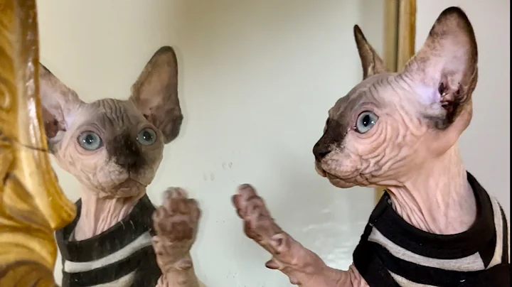 Watch the video about Cute Kittens, Playing!! 🧶🐈‍⬛