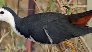 suara ruwak ruwak paling ampuh👍