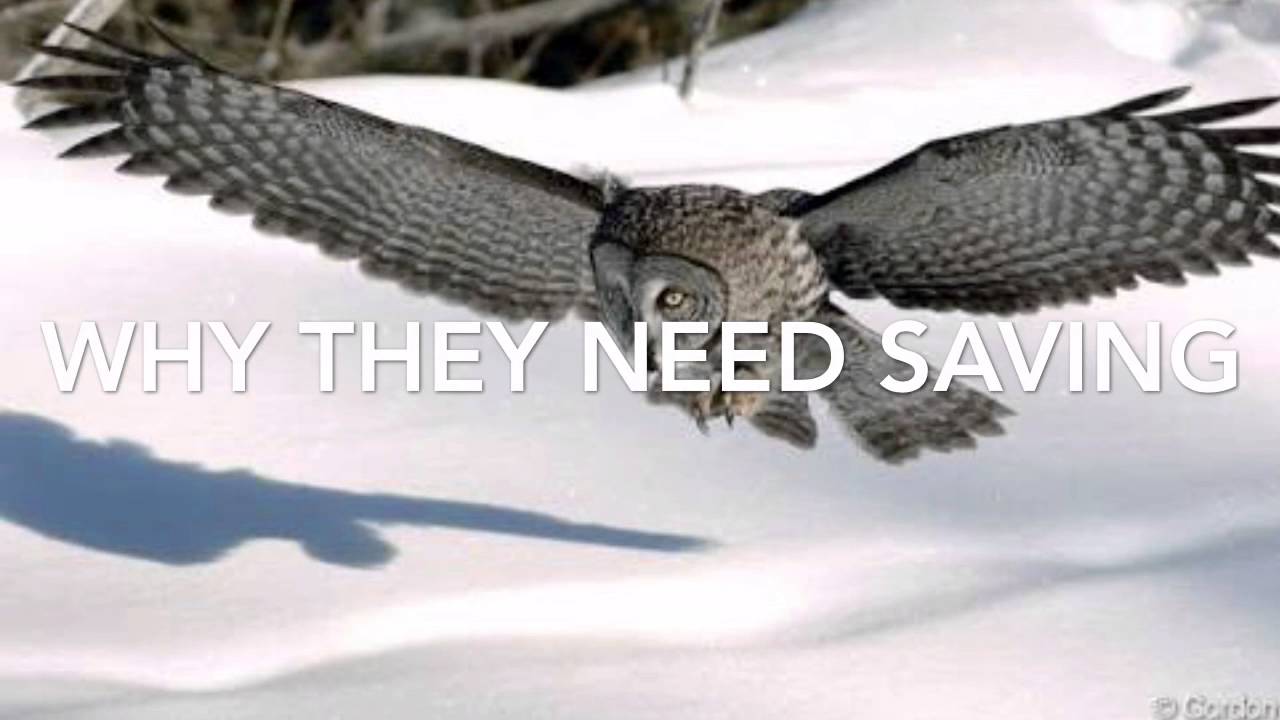 Red-backed voles by Ryan and david